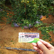 基地出售薄霧藍莓苗畝產過萬元、薄霧藍莓苗服務一條龍