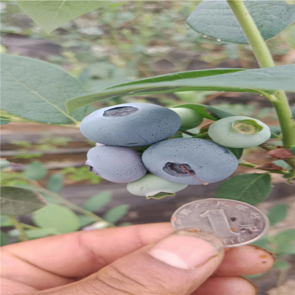 陕西省萨米特蓝莓苗报价多少