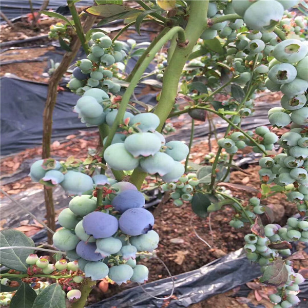 基地有追雪蓝莓苗今年报价、追雪蓝莓苗送种植光盘