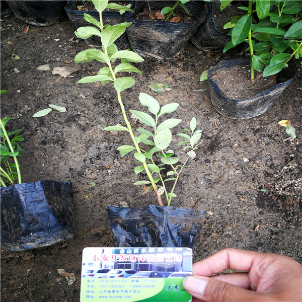 基地有种植莱克西蓝莓苗种植示范中心、莱克西蓝莓苗培养技术
