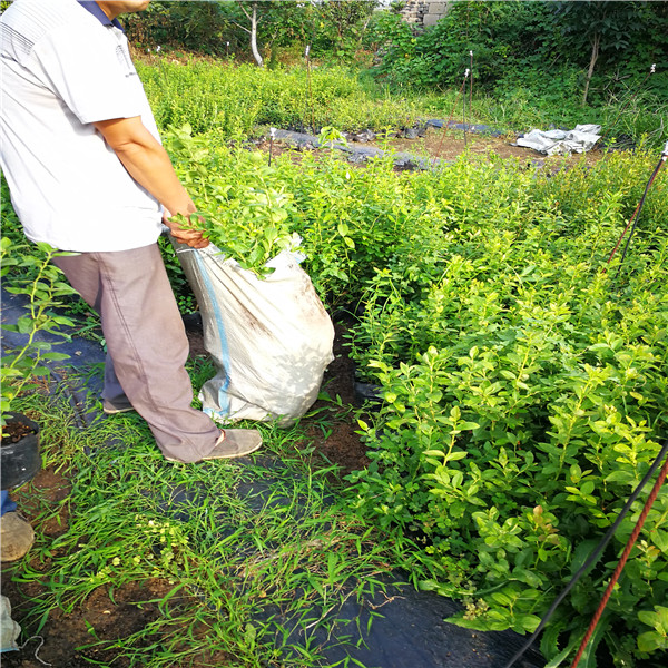 蓄冷量低蓝莓苗品种吉林详细苗圃价格