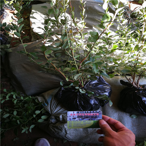 基地出售优瑞卡蓝莓苗种植示范中心、优瑞卡蓝莓苗矮化嫁接优点