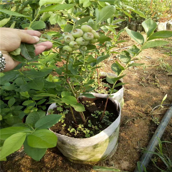 2019年便宜绿宝石蓝莓苗,陕西绿宝石蓝莓苗