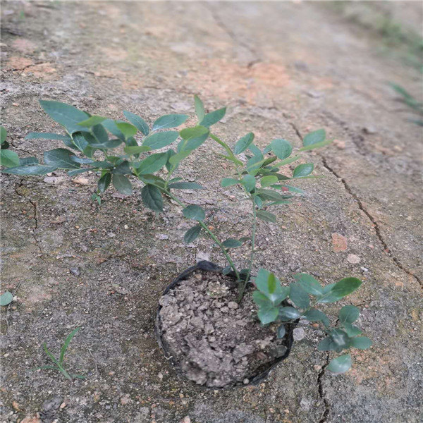 也批发密斯提蓝莓苗种植示范中心、密斯提蓝莓苗矮化嫁接优点