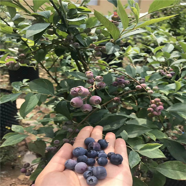 基地有追雪蓝莓苗今年报价、追雪蓝莓苗送种植光盘