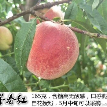 中桃9號(hào)成熟時(shí)間、4年中桃9號(hào)