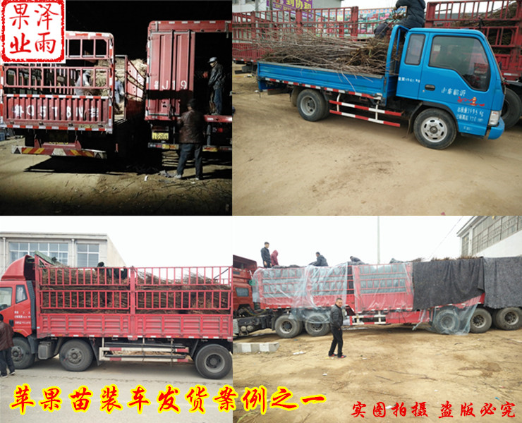 中油19號(hào)掛果時(shí)間、今年新品種中油19號(hào)