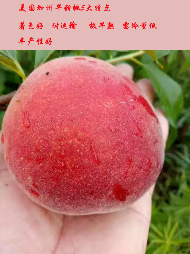中油19號(hào)成熟時(shí)間、地徑08的中油19號(hào)
