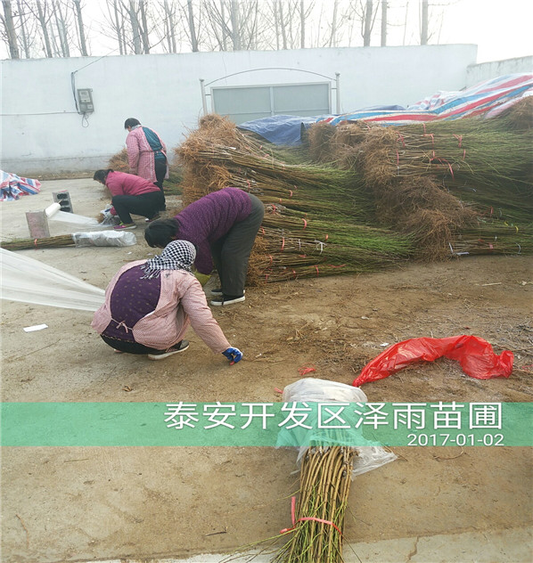 中桃9號參考價、五年中桃9號