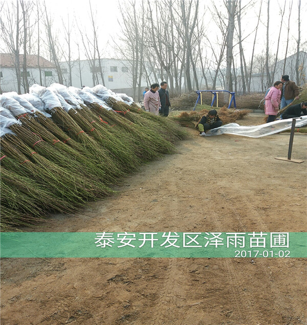 中桃8號豐產種植、0.8的中桃8號