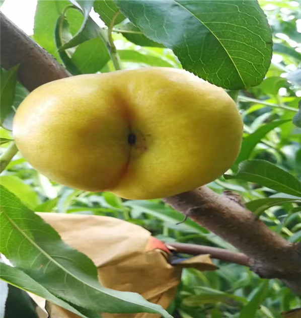 中桃22號現(xiàn)場起苗、雙6中桃22號