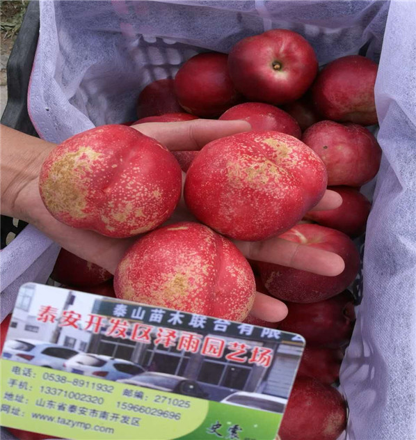 中油18號如何修剪、今年嫁接中油18號