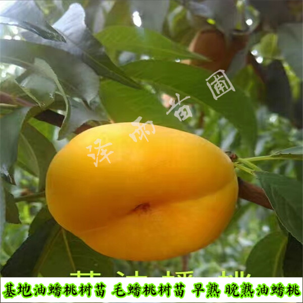 中桃7號(hào)行情預(yù)測、成品中桃7號(hào)