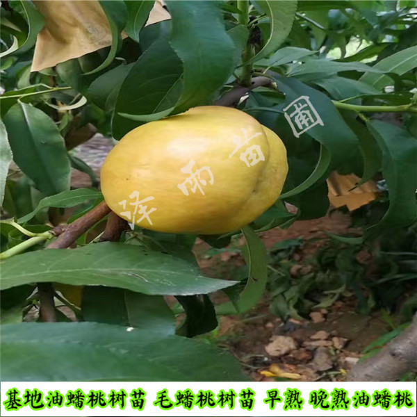 中桃10號(hào)參考價(jià)、地徑08的中桃10號(hào)