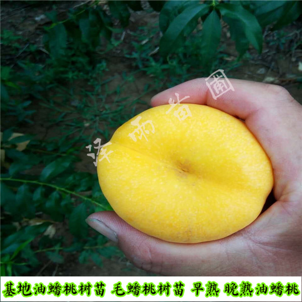 中油18號(hào)種植地區(qū)、地徑2公分中油18號(hào)