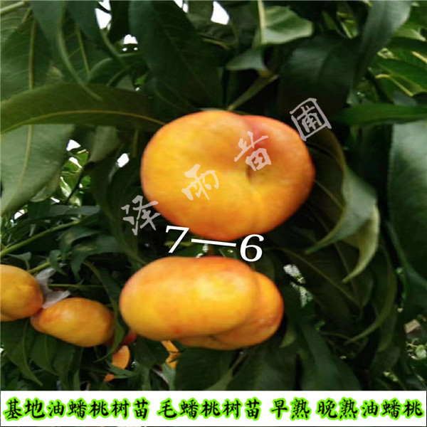 中桃9號種植地區(qū)、地徑05的中桃9號