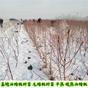 中油15號(hào)嫁接苗、1米高中油15號(hào)