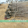 上海吉塞拉12号砧木如何修剪