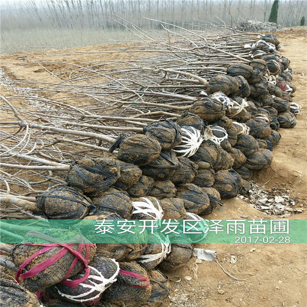 吉塞拉6號砧木發(fā)展趨勢好消息