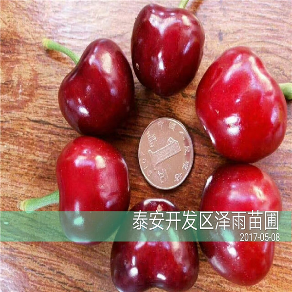 魯櫻3號(hào)櫻桃樹多少錢一根、魯櫻3號(hào)櫻桃樹現(xiàn)場起苗