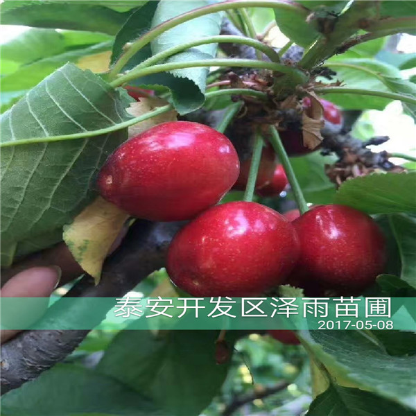 大青葉柘木夏季管理和養(yǎng)護(hù)好消息