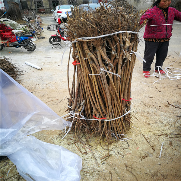 吉塞拉6號砧木發(fā)展趨勢好消息