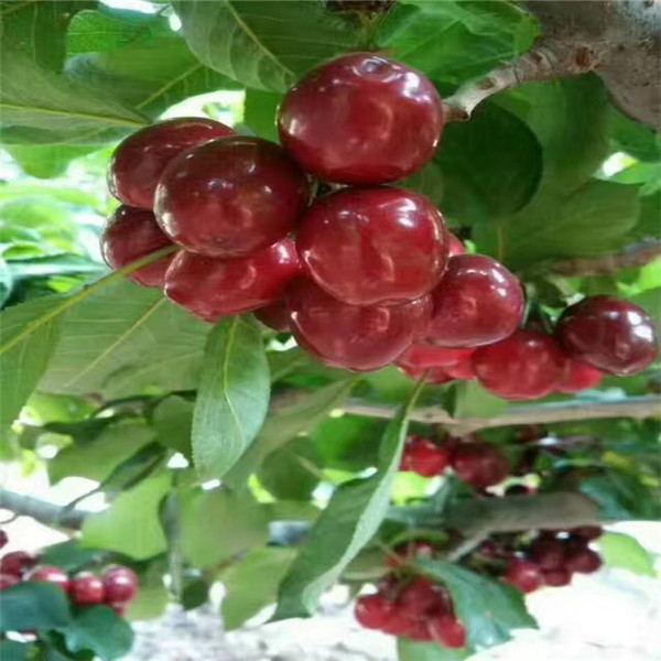 云南蘭丁2號砧木主產(chǎn)區(qū)