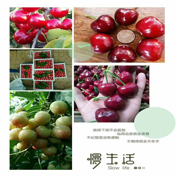 廣西大青葉柘木價(jià)格多少