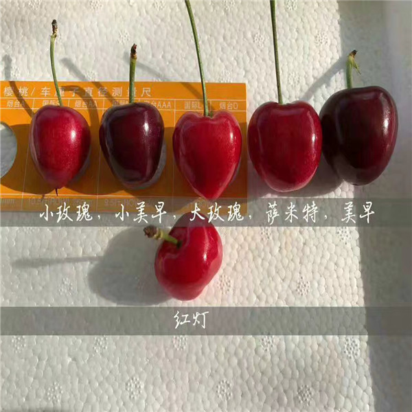 魯櫻3號(hào)櫻桃樹多少錢一根、魯櫻3號(hào)櫻桃樹現(xiàn)場起苗