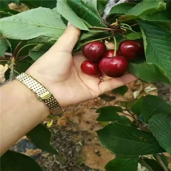 甘肅蘭丁砧木嫁接苗