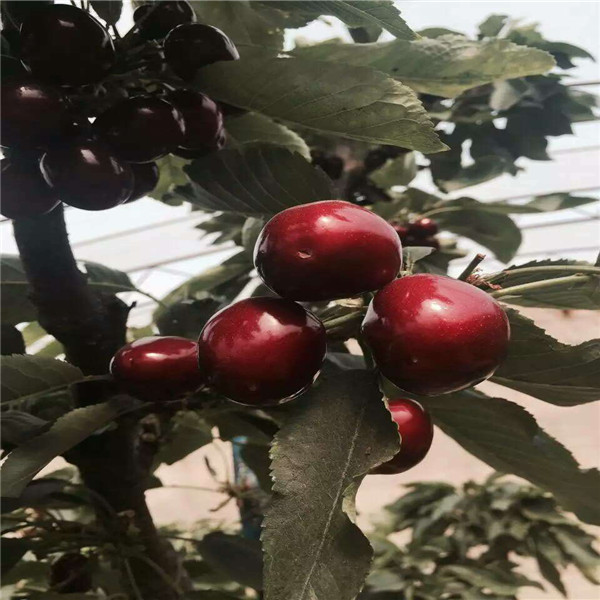 江蘇吉塞拉12號苗育苗基地在哪里