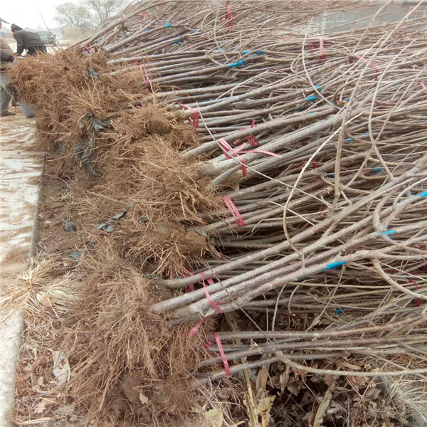 魯櫻3號櫻桃樹近期報價、魯櫻3號櫻桃樹成熟時間