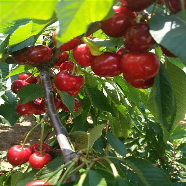 廣東吉塞拉6號砧木如何修剪