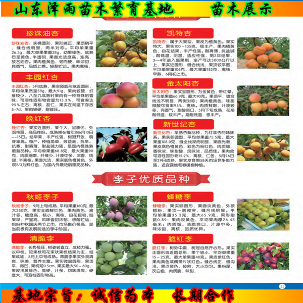 吉塞拉12號(hào)砧木管理與用藥苗圃資訊