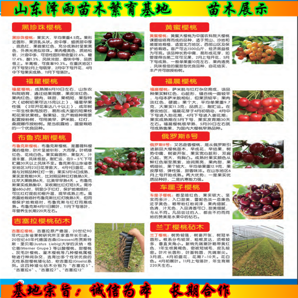 安徽吉塞拉6號砧木如何修剪