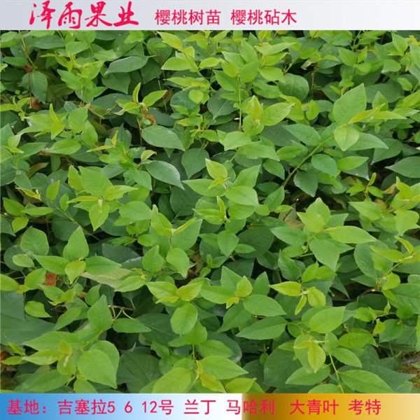 吉林吉塞拉5號砧木哪里便宜