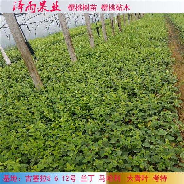 吉塞拉6號(hào)砧木矮化嫁接優(yōu)點(diǎn)新消息