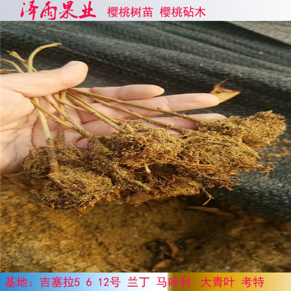 魯櫻3號櫻桃樹價格哪里便宜、魯櫻3號櫻桃樹嫁接苗