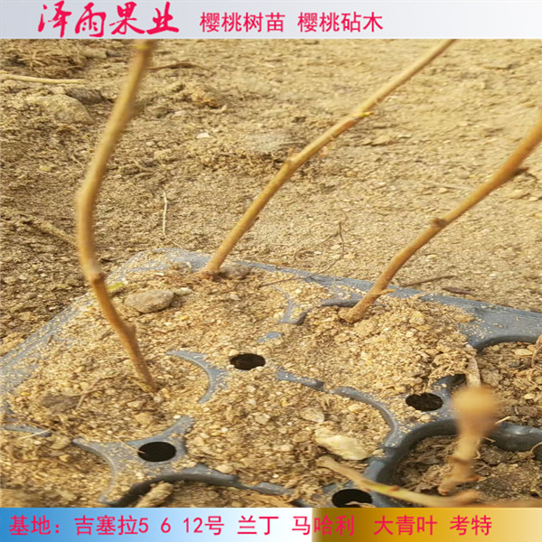 浙江蘭丁2號(hào)砧木價(jià)格多少