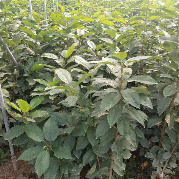 江蘇吉塞拉5號砧木哪里有