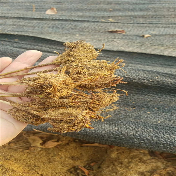 重慶大青葉柘木種植地區(qū)