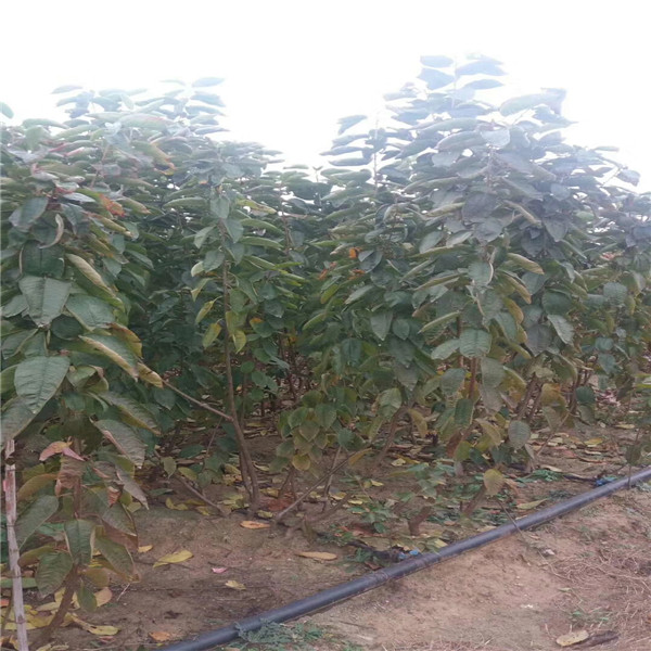 四川吉塞拉12號(hào)砧木近基地