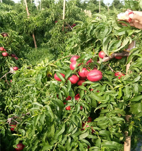 中桃7號嫁接苗、2公分中桃7號