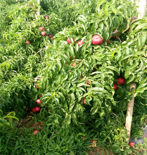 中油18號(hào)如何修剪、苗圃中油18號(hào)