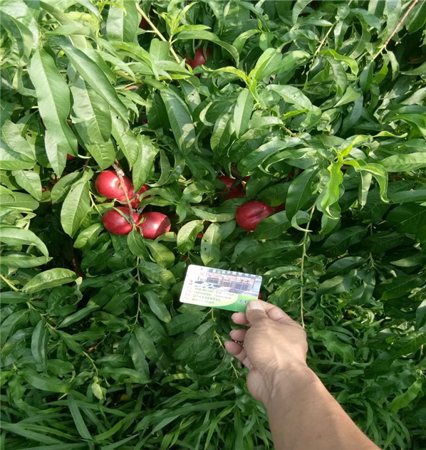 中桃9號種植地區(qū)、地徑05的中桃9號