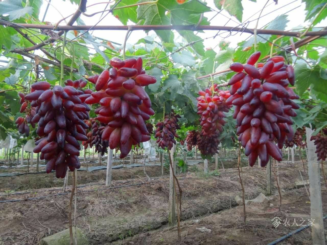 哪里培育紫霞仙子葡萄苗