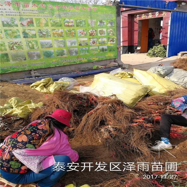高標準香聚寶葡萄苗