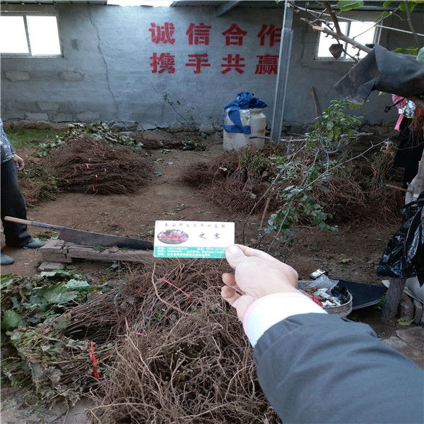江西金香一號葡萄苗
