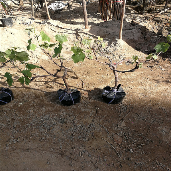 抗砧3號(hào)砧木浪漫紅顏葡萄苗便宜報(bào)價(jià)