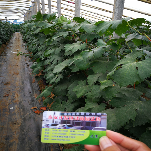品種的巨盛1號葡萄苗